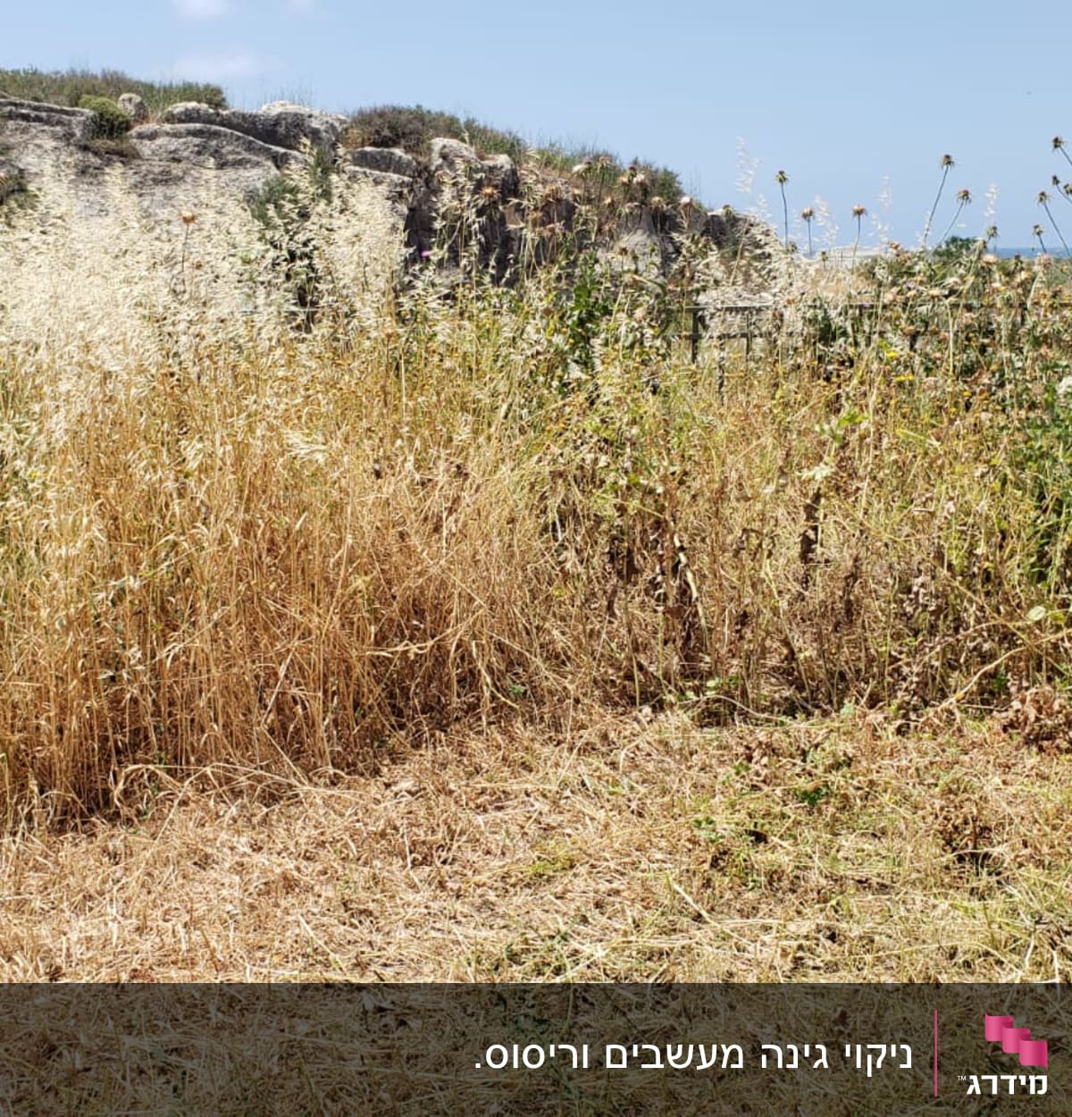 עשבים גבוהים ויבשים בגינה